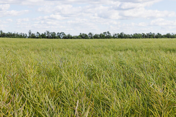 Lush barley field with ripening grain