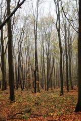 Obraz premium Tall forest trees stand among light fog and fallen leaves in calm autumn morning atmosphere