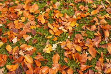 Top view of fallen orange autumn leaves on green grass. Seasonal nature background, vibrant foliage, ideal for autumn design, decoration, seasonal projects, and copy space.