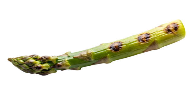 Single grilled asparagus spear isolated on transparent background