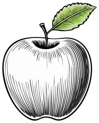 Hand Drawn Apple Illustration Fresh Fruit Sketch with Leaf Details