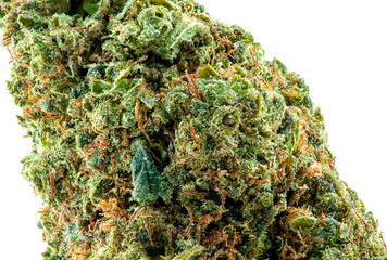 Close up of prescription medical marijuana strain. Super macro medical marijuana, Cannabis Bud photo isolated on white background