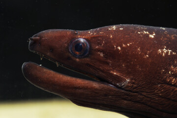 Rare long moray (Gymnothorax longinquus) from Gulf of Thailand
