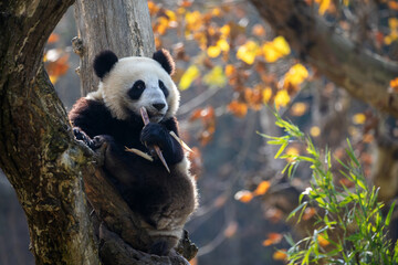 A giant panda sitting in a tree and eating bamboo