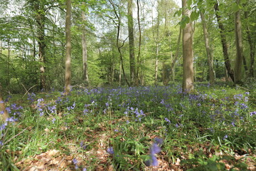 Obraz premium spring flowers in the forest