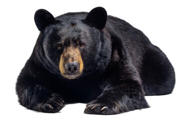 Fototapeta premium Majestic black bear resting peacefully, showcasing its powerful presence and wild spirit in stunning detail for nature enthusiasts