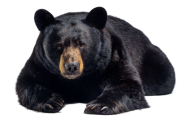 Majestic black bear resting peacefully, showcasing its powerful presence and wild spirit in stunning detail for nature enthusiasts