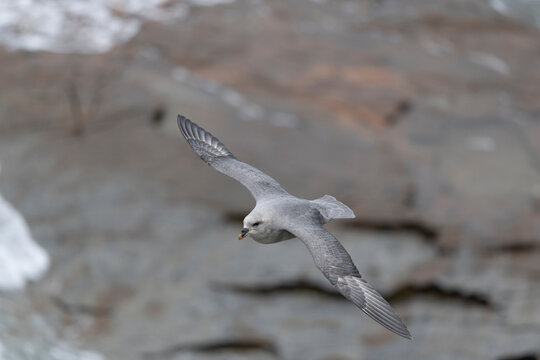 Northern fulmar
