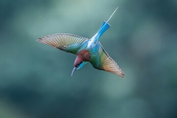 hummingbird on a branch