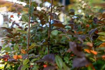 彩り豊かな葉が重なるボタニカル背景・やわらかな前ボケ