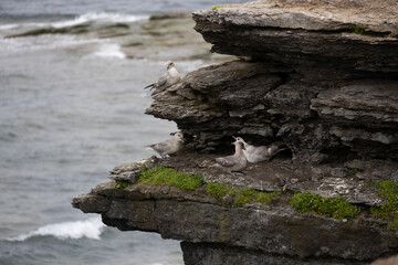 Northern fulmar on a cliff