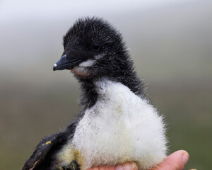 Guillemot chick