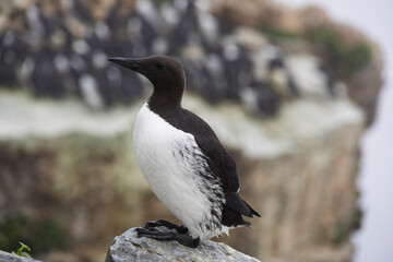Guillemot on the cliff