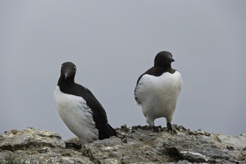 Fototapeta premium Guillemot on a cliff