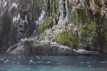 Guillemot colony 