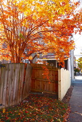 Autumn color downtown Fredericksburg, Virginia