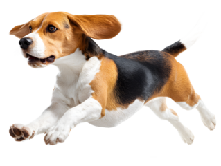 Joyful Beagle dog running with ears flapping and tongue out, captured in dynamic mid stride motion