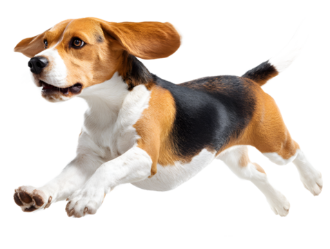 Joyful Beagle dog running with ears flapping and tongue out, captured in dynamic mid stride motion