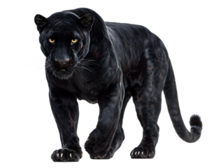 Majestic black panther prowling with piercing golden eyes, embodying power, stealth, and untamed wilderness.