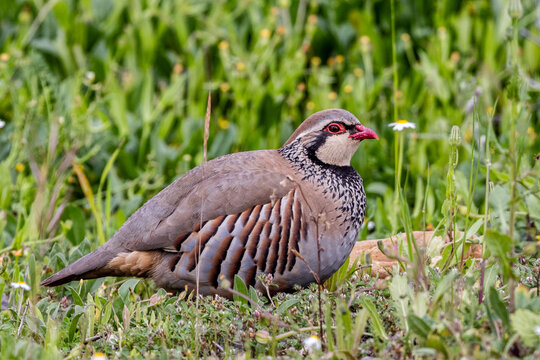 red-legged partridge