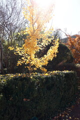 Burst of Sunlight Lights up Yellow Ginkgo Tree 