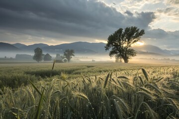 Foggy sunrise over a wheat field with a solitary tree in the countryside