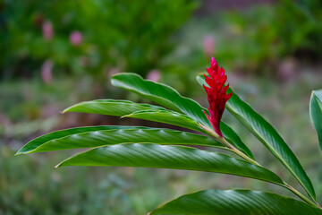 Red ginger alpinia purpurata plant outdoors tropical climate decorative botanical