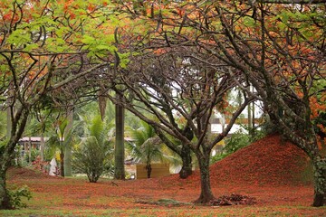 Spring, flowering trees, diverse colors on a sunny day. Park with well-kept grass, shrubs, and fallen red petals on ground