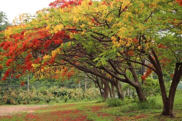 Spring, flowering trees, diverse colors on a sunny day. Park with well-kept grass, shrubs, and flowering trees. Yellow and red flowers in lush trees.