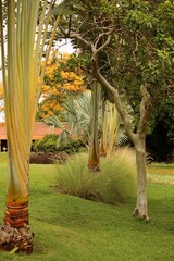 Spring, flowering trees, diverse colors on a sunny day. Park with well-kept grass, shrubs, and cultivated grass