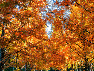 神戸市立森林植物園のメタセコイア並木が色づく