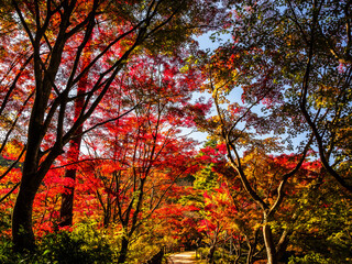 Fototapeta premium 秋が深まり紅葉色づく神戸森林植物園
