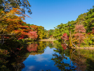 秋が深まり紅葉色づく神戸森林植物園