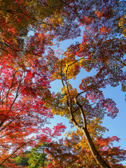 秋が深まり紅葉色づく神戸森林植物園