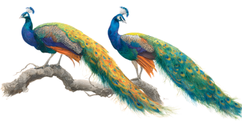 Elegant peacocks perched on a branch displaying vibrant plumage, perfect for luxury design projects and artistic inspiration.