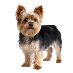 Yorkshire terrier dog standing and looking forward, isolated on transparent background