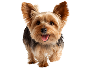 Yorkshire terrier dog running towards the camera, isolated on transparent background, with a happy expression and tongue sticking out