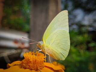 Light green butterfly on orange flower