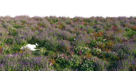 Field Ground with Lavender, Dianthus, Iberis flowers wild grass and bushes isolated png on a transparent background premium grass pile cutout