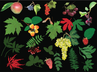 group of ripe berries and fruits on black background