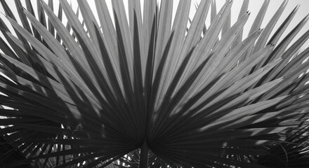 Monochrome palm frond detail. Abstract botanical texture with dramatic shadows. Elegant tropical leaf pattern for luxury branding. Minimalist nature concept for interior design