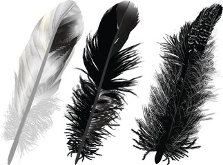 three fluffy black silhouettes of feathers on white