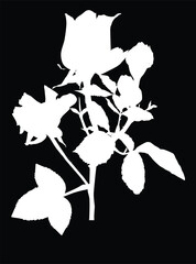 small rose silhouette isolated on black background