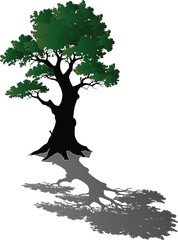 dark green isolated lush tree with grey shadow