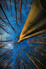 Into the Infinity of the Forest