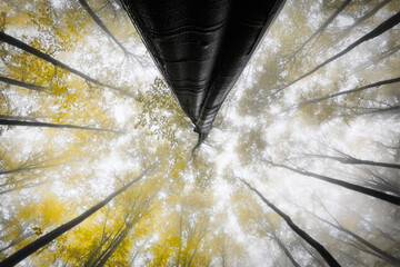 Misty Touch of the Canopies