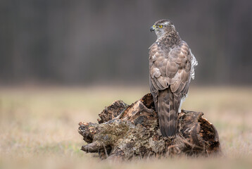 Northern goshawk bird ( Accipiter gentilis )
