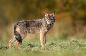 Grey wolf ( Canis lupus ) close up