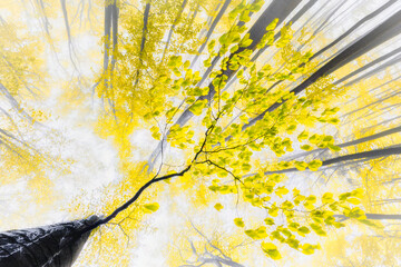 Golden Leaves in the Mist