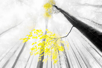 Golden Breath of the Woods